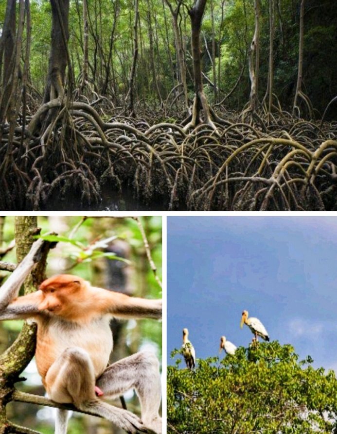 Ekowisata Mangrove Dalam Perspektif Konservasi - Green Indonesia