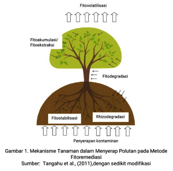 Fitoremediasi Tangkal Polutan Dengan Tanaman Hias Green Indonesia