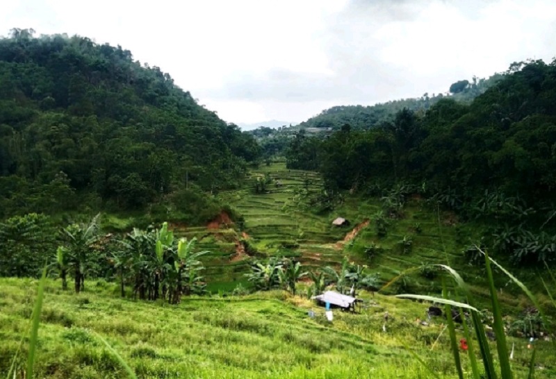 Kesetaraan Gender Dalam Pengelolaan Hutan Rakyat Green Indonesia