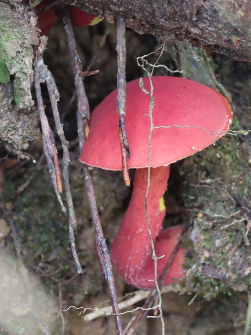 Jamur Pelawan, Penanda Ekosistem Hutan Kalimantan