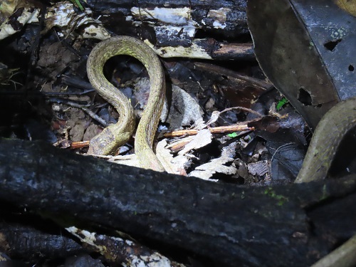 Ular Siput; Si Langka Tak Berbisa