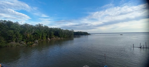Rachman Pasha: Mangrove itu Berkah Bagi Masyarakat Pesisir