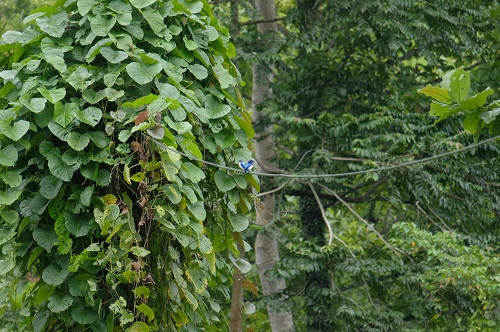 Cekakak Sungai yang Lincah