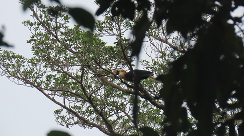 Rangkong Papua: Penjaga Hutan di Timur Nusantara