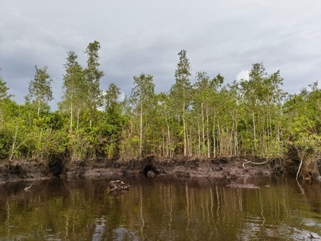 Gelam si Penjaga Gambut